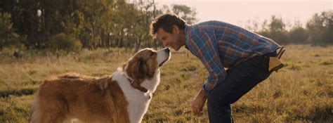 On the set of lassie. My Devotional Thoughts | Available on DVD Today! "A Dog's ...