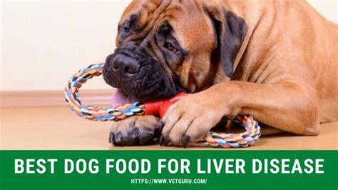 We did not find results for: Best Dog Food for Liver Disease Reviewed in 2020