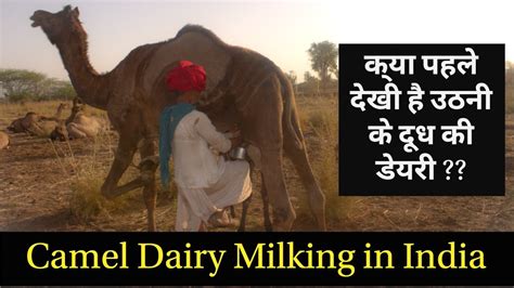 List of districts in rajasthan. Camel Milking in India || Camel Dairy || Camel Milk ...