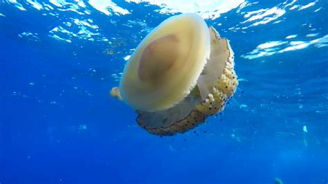 This distinctive bell is what gives. Fried Egg Jellyfish at Xwejni Bay - YouTube