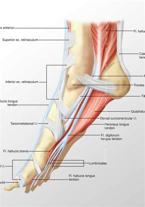 Most are located on the inferior part of the foot. Muscle 3D Illustrations|human body illustrations
