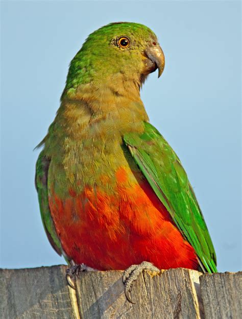 Close-up portrait of a female Australian King-Parrot. | Australian parrots, Parrot, Australian birds