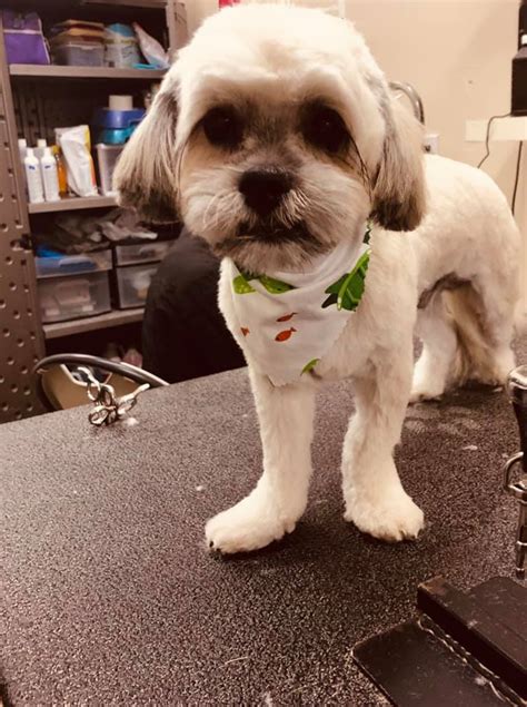 Offering pet grooming services for dogs and cats and pet grooming courses and classes. Grooming - Pristine Paws Pet Grooming