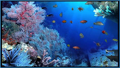 Desktop wallpaper, free 3d screensavers, background wallpapers. 50+ Live Aquarium Wallpapers for Windows 8.1 on ...