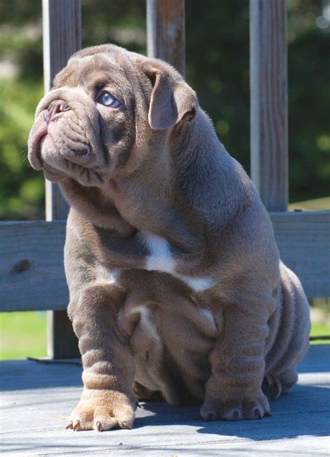 He can produce blue, black, chocolate, and lilac beautiful female from our stud named merle. Lilac blue eyed English bulldog puppy. | English bulldog ...