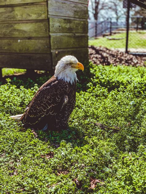 These tips are the opinions of campgroundreviews' members and not the views of campgroundreviews.com. Taurus, 40 y/o resident bald eagle at Sequoyah State Park ...