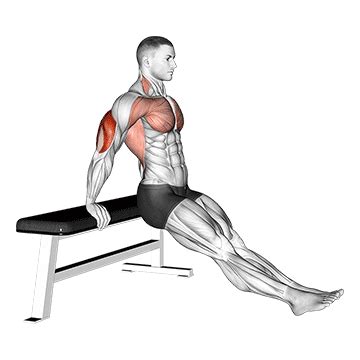 Diskont muskel training zu hause. ᐅ Übungen für Trizeps zuhause: Top 5 (Bilder + Videos)