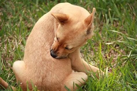 Perché il cane si gratta molto: i sintomi e le cause del ...