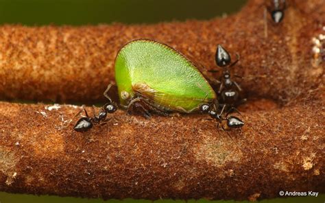 Leafhopper assassin bugs are efficient predators with varied diets, eating more than just leaf, plant despite its common name, leafhopper assassin bugs will attack and eat any insect it comes across. Treehopper, Amastris sp. with tending Ants, Crematogaster sp.