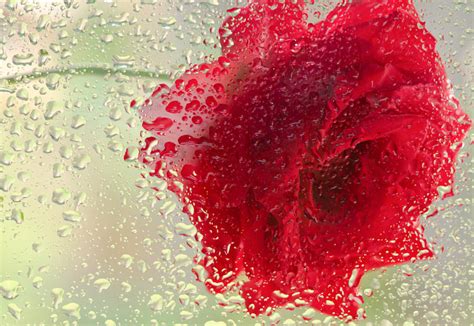 My life's been magic seems fantastic. Red Rose In The Rain Photograph by Don Schwartz
