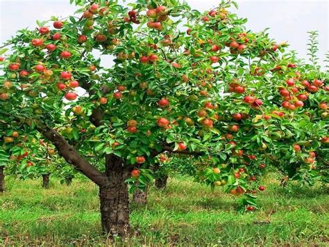 If you were to grow an apple tree from a seed, there's no telling what kind of apple that tree would produce, and more than likely, that apple would not be a tasty or attractive one. HOW TO GROW AN APPLE TREE FROM SEED |The Garden of Eaden