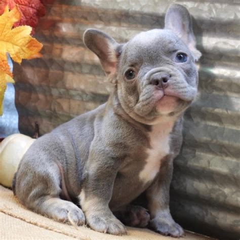 We have base our breeding program on a carefully thought out combination of english , european and american lines. FRENCH BULLDOG | MALE | ID:3143-TF - Central Park Puppies