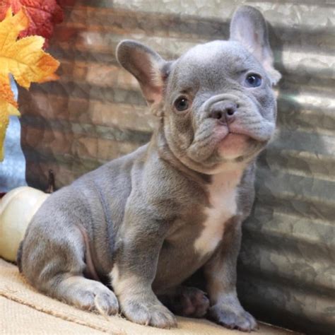 Western new york french bulldog breeder. FRENCH BULLDOG | MALE | ID:3143-TF - Central Park Puppies