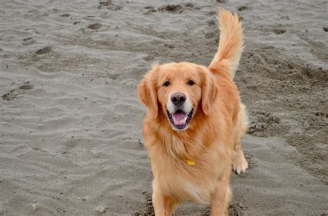 We are a reputable english golden retriever breeder located in the pacific northwest, in deer park, washington. Cavapoo Puppies Pacific Northwest