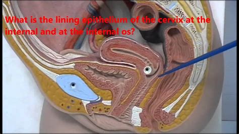 Its balanced design has many devotees, making it a perennial favorite. Anatomy of female genital organs - plastic models - YouTube