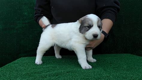 Alabai puppies / маленькие алабаи, 3 недели. Alabai female puppy at 3 weeks old. - YouTube