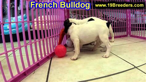 The frenchie makes a great family pet! French Bulldog, Puppies, For, Sale, In, Gresham, Oregon ...