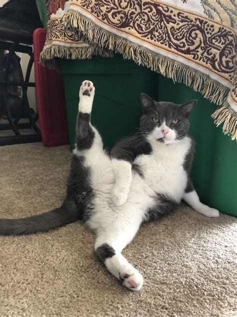 In fact, petcarerx reports the majority of breaks and fractures in the tail occur from falls. See the Unique Funny Cat Pictures Tail Between Legs ...