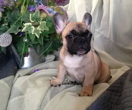 Find 613 french bulldogs puppies & dogs for sale uk at the uk's largest independent free classifieds site. French bulldog puppies for sale in Florida for Sale in ...