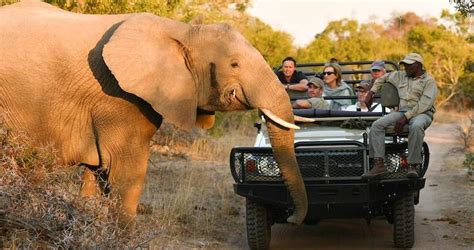 Keep me logged in for two weeks. Images of Images of Ultimate Guided Kruger Safari Package