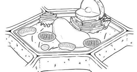 Plant cell diagram unlabeled pdf. Timvandevall Microscope Quiz - Micropedia