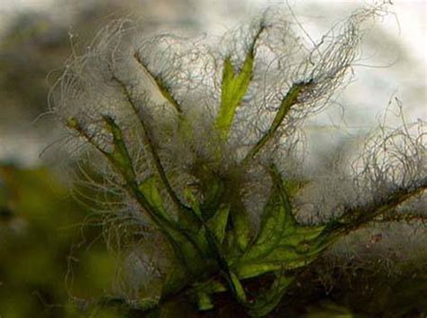 If the system is already high. Algae & How to get rid of it | Aquatic Community