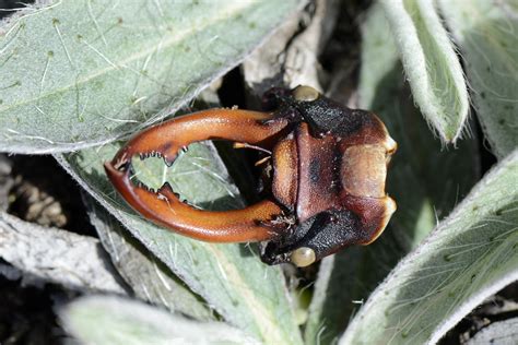 Female stags have strong mandibles. Nature - Lucanus cervus