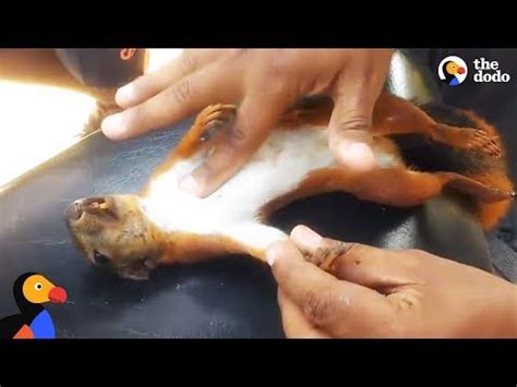 I'm the one who gets to hold the injured, the hurt, the dying. 【How to】 Save A Chipmunk In Shock