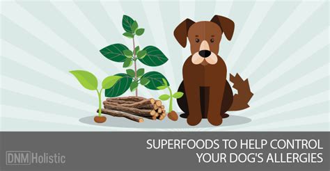 If you believe your dog is having seizures, it's important to bring him treatment options for seizures in dogs. Dog Allergies? No Problem With These 3 Superfoods!