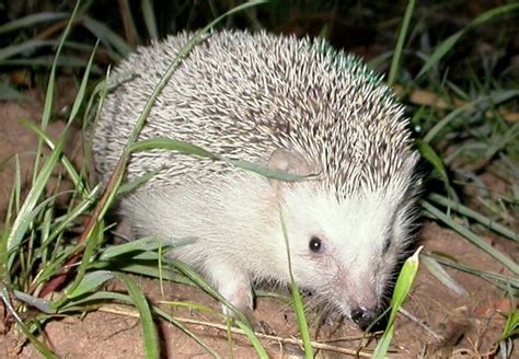 The north african hedgehog closely resembles the west european hedgehog, however, there are several distinct differences between the two species. North African Hedgehog/Hérisson d'Algérie/Atelerix algirus ...