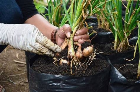 Cara budidaya bawang putih selanjutnya adalah memperhatikan waktu tanam. 3+ Cara Menanam Bawang Putih di Rumah (Pot, Polybag, dan ...