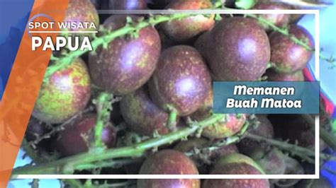 Pembeli bisa langsung memilih bagian sesuai selera yang ingin dinikmati. Panen Matoa Buah Manis dari Brazo Jayapura