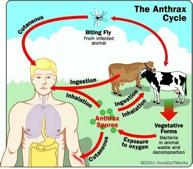 Meaning of pronoun as separate part of speech is somewhat difficult to define. meaning of anthrax???? - Brainly.in