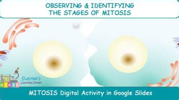 Learn vocabulary, terms and more with flashcards, games and other study tools. Mitosis Virtual Lab for Google Classroom (Distance Learning) | TpT