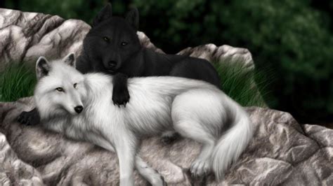 Often called the polar wolf or white wolf, arctic wolves inhabit the arctic regions of north america and greenland. wolf, Wolves, Black, White Wallpapers HD / Desktop and ...
