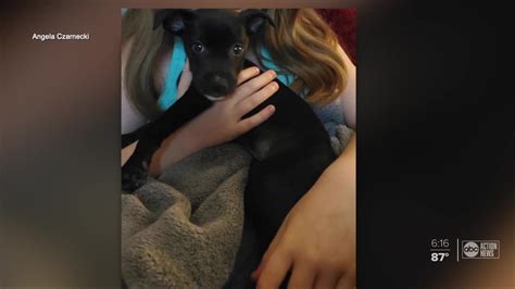 Try the craigslist app » android ios cl. Hillsborough family says sick puppy they bought from Craigslist has died