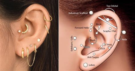 Maybe you would like to learn more about one of these? Least to most painful types of ear piercings, ranked by a ...