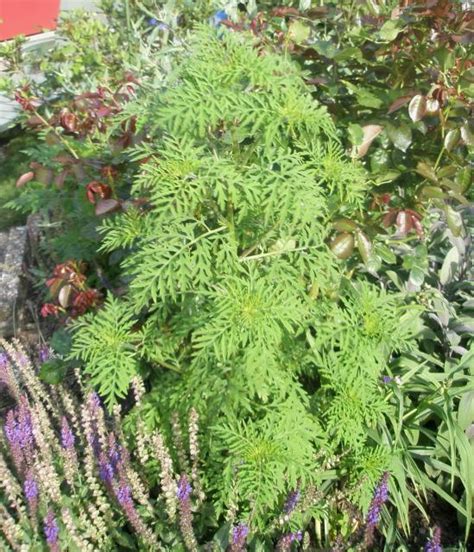 Nutzhanf selber anbauen hanf gilt als eine der ältesten nutzpflanzen der welt. Ambrosia im Garten durch Vogelfutter! Wer hat es noch ...