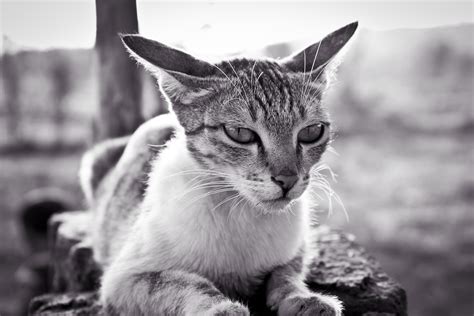 Misalnya di depan ada turunan atau tanjakan, ataupun belokan tajam, harap hati hati. Gambar : alam, hitam dan putih, imut, membelai, licik, binatang menyusui, satu warna, fauna ...