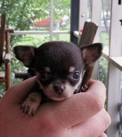 Do you want one of these puppy? Teacup True Applehead Chihuahua puppy for Sale in Center ...