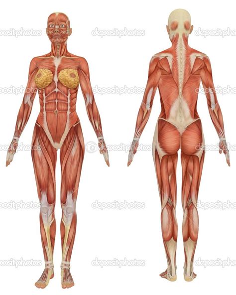 Check spelling or type a new query. female muscle anatomy | Reference Pics | Pinterest ...