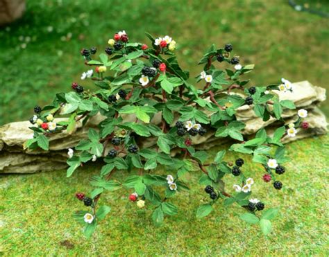Wer das weiß, kann solche triebe gezielt fördern. Brombeere im Garten - Einen schönen Strauch im eigenen Hof ...