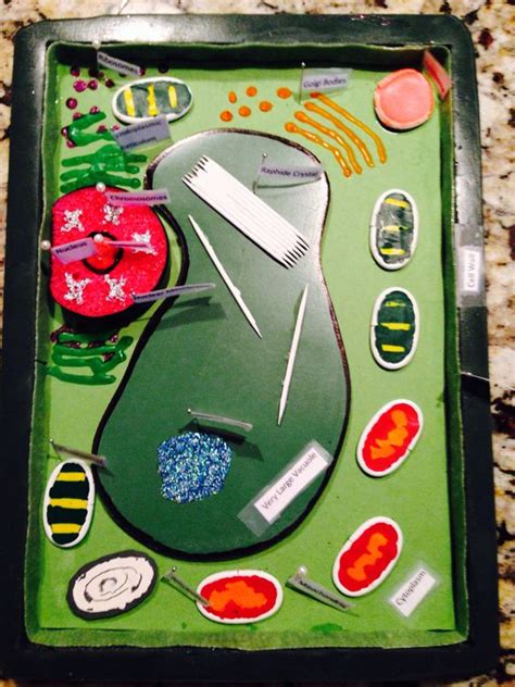 Peek inside the microscopic world of animal cells to learn about the endoplasmic reticulum, the golgi. science project-7th grade-3-D plant cell model | bordem ...