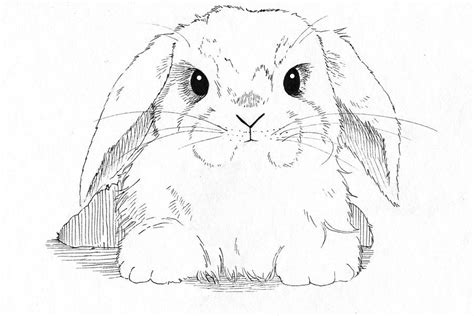 Get free kawaii bunny printable coloring pictures and pages for free in jpeg, png format. Lop-eared Bunny by Callan Rogers-Grazado | Bunny drawing ...