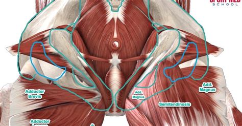 A groin strain is a tear of the adductor muscles on the inside of the thigh. Groin Muscle Anatomy / Athletic Pubalgia And Sports Hernia ...