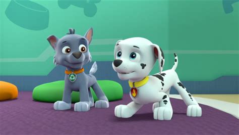 We have a massive amount of desktop and mobile backgrounds. PAW Patrol images Rocky in Season 3 HD wallpaper and ...