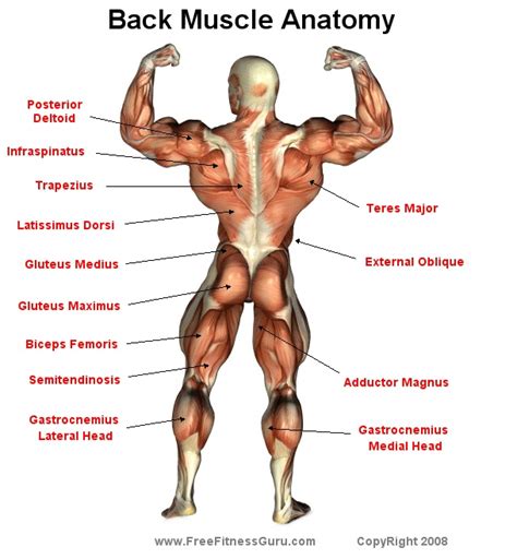 The following diagram shows all the major back muscles. How to loss weight and get in shape: workouts: Back muscle ...