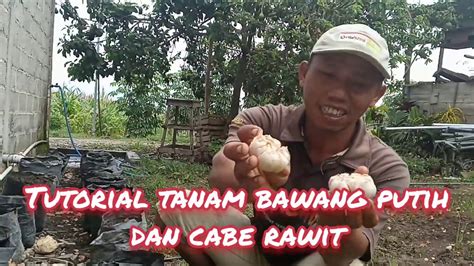 Pastikan bahwa ujung bawang yang runcing menghadap ke. TANAM BAWANG PUTIH DAN CABE DI POLYBAG - YouTube