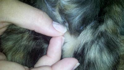 Unspayed female cats of reproductive age are called queens. A piece of a stitch sticking out after cat spaying?? | Ask ...