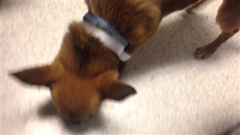 Heart murmurs are extra or abnormal sounds made by turbulent blood flowing through the heart. 4.2 pounds of sweet 4 month old love CHI. grade 6 heart ...